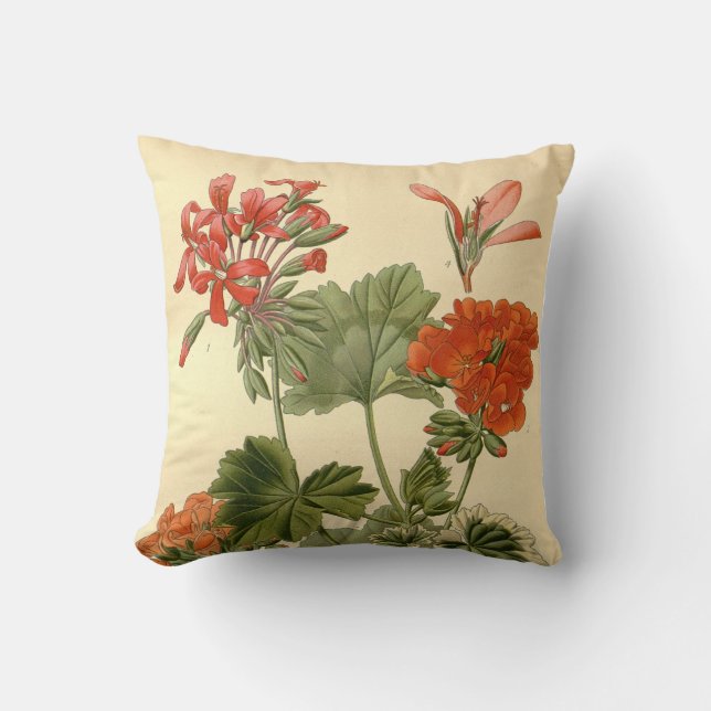 Coussin Vintage Botanique Zonal Geranium Floral Illustrati (Recto)