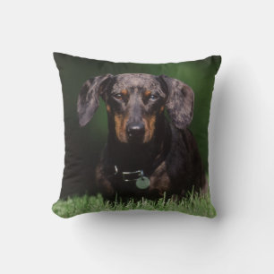 Coussin Vue de Dachshund couleur panaché