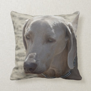 Coussin Weimaraner magnifique