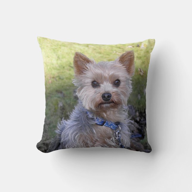 Coussin Yorkie avec le collier bleu (Recto)