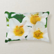 Beaux lis blancs - Lilium candidum