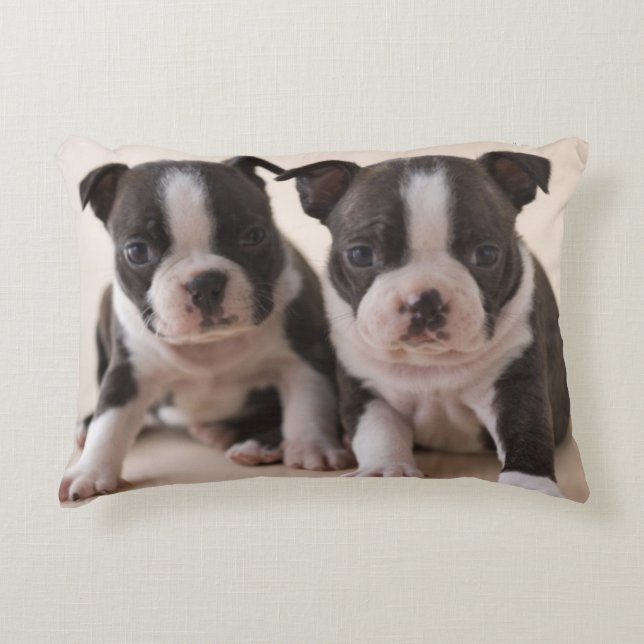 Coussins Décoratifs Deux chiots de Boston Terrier (Devant)