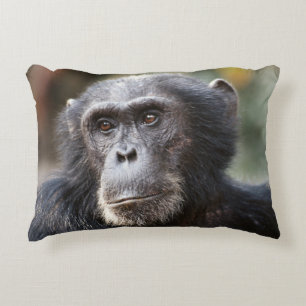 Coussins Décoratifs Gros plan sur un chimpanzé mâle