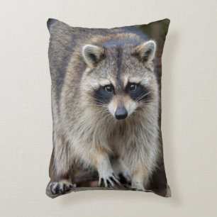 Coussins Décoratifs Raton laveur, Procyon lotor, Floride, États-Unis 2