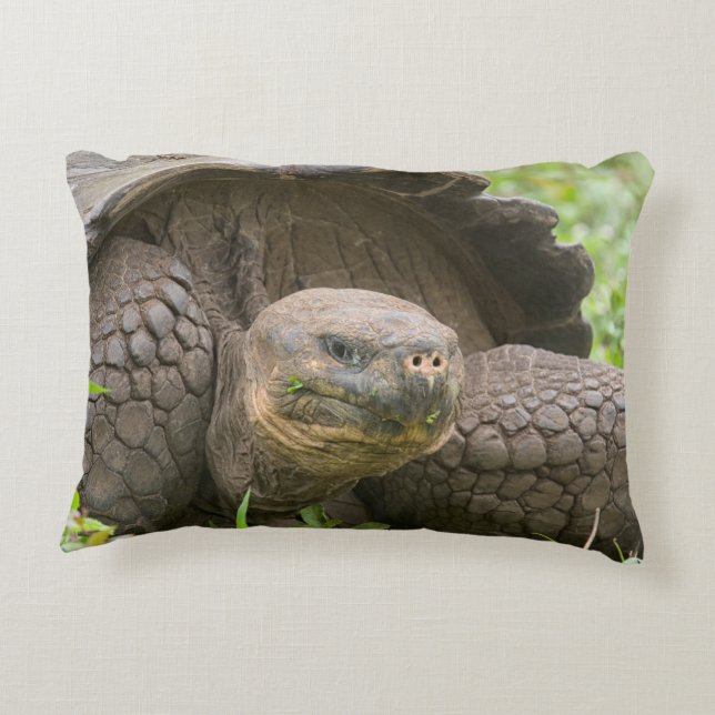 Coussins Décoratifs Tortue géante (Dos)