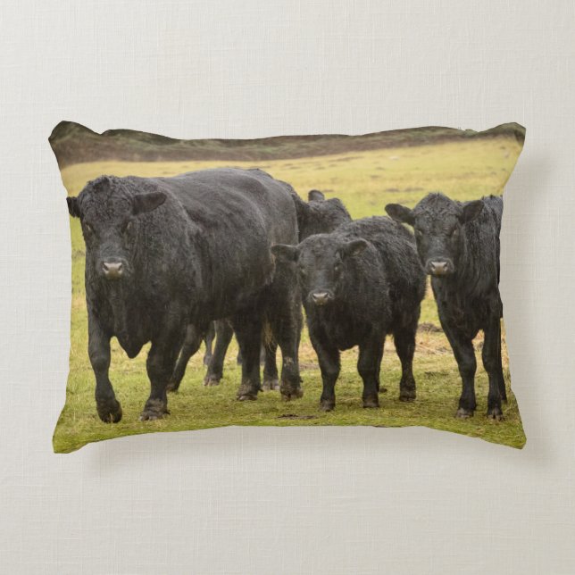 Coussins Décoratifs Vaches sous la pluie (Devant)