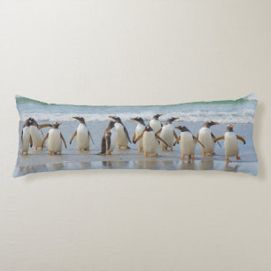 Coussins Longs Îles Falkland. Île Saunders. Gentoo