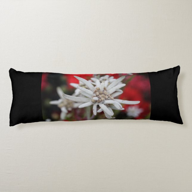 Coussins Longs Lovely Edelweiss Leontopodium nivale (Dos)