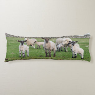 Coussins Longs Mouton des Shetland