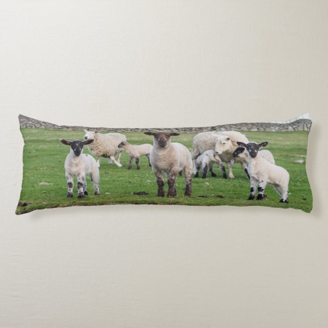 Coussins Longs Mouton des Shetland (Devant)