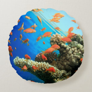 Coussins Ronds Anthias de Lyretail sur le récif coralien