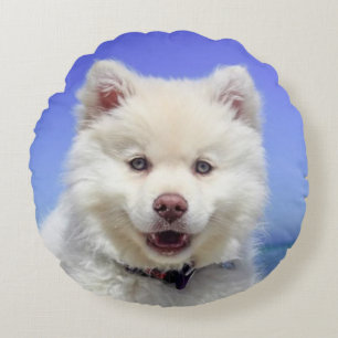 Coussins Ronds Beau Samoyed Dog