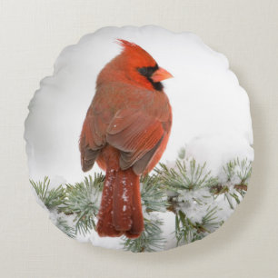 Coussins Ronds Cardinal rouge mâle sur Cèdre de l'Atlas bleu