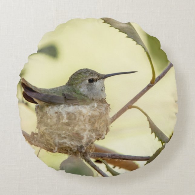 Coussins Ronds Colibri femelle sur son nid (Devant)