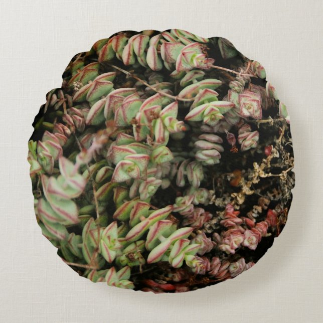 Coussins Ronds Crassula perforata (Devant)