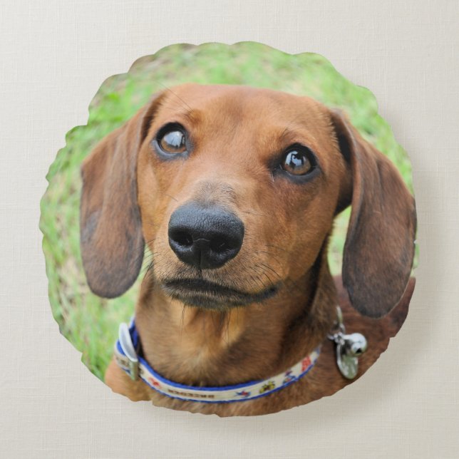 Coussins Ronds dachshund (Devant)