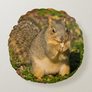 Coussins Ronds Écureuil gris, manger, arachide, Springs Crystal