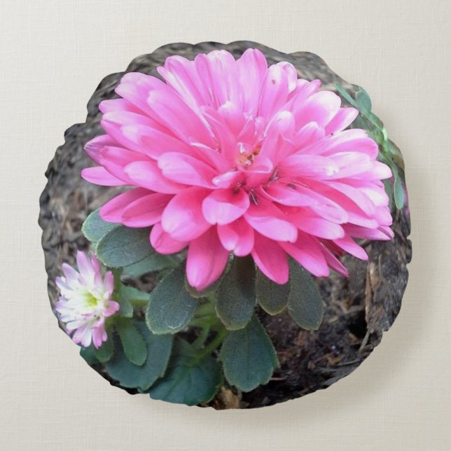 Coussins Ronds Fleurs roses d'aster (Devant)