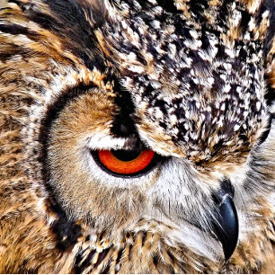 COUSSINS RONDS HIBOU