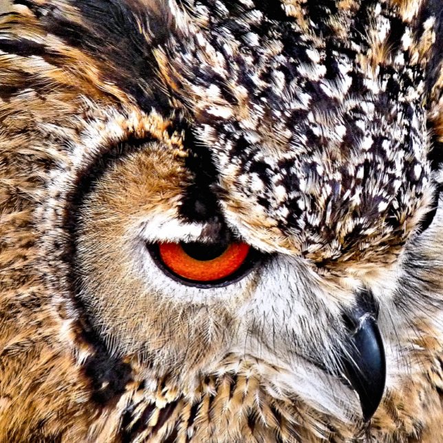 COUSSINS RONDS HIBOU (A photographic design of a beautiful eagle-owl.)