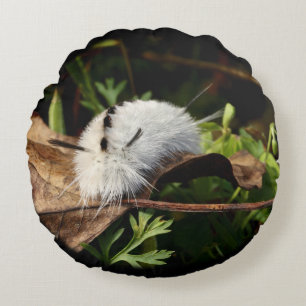 Coussins Ronds Hicky Tussock Moth