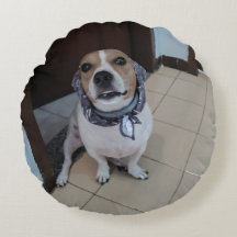 Léo le jack russell doux et amical