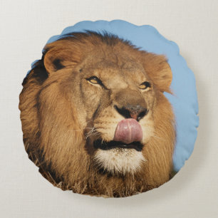 Coussins Ronds Lion d'Afrique (Panthera Leo), savane africaine