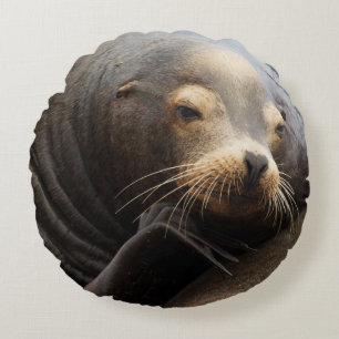 Coussins Ronds Lion de mer de Californie au repos