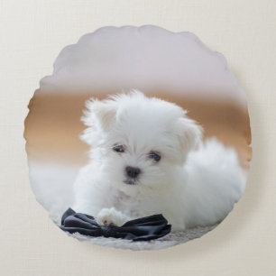 Coussins Ronds Mignonne chiot maltais blanc