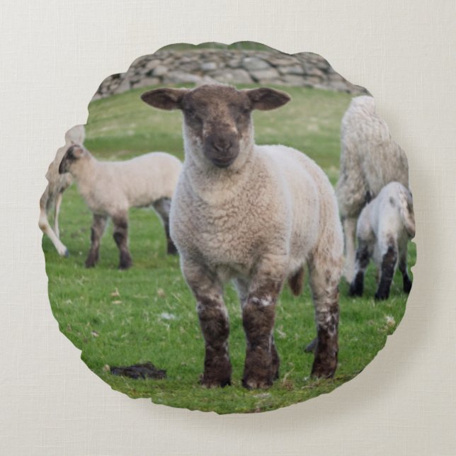 Coussins Ronds Mouton des Shetland (Devant)