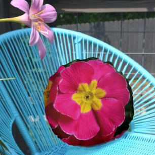 Coussins Ronds Primroses roses et jaunes Bright Floral Botanique