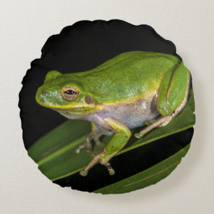 Coussins Ronds Rainette verte (Hyla cinerea) 2