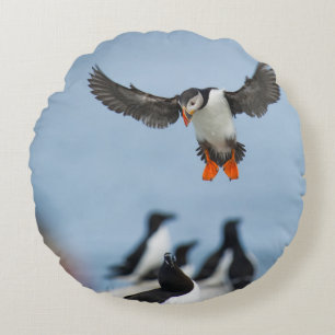 COUSSINS RONDS UN PUFFIN DE L'ATLANTIQUE ARRIVE SUR LE TERRAIN AV
