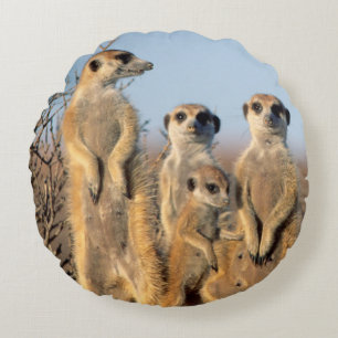 Coussins Ronds Une famille de suricates se chauffant au soleil à