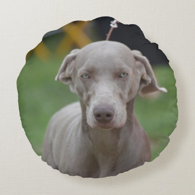 Coussins Ronds Weimaraner adorable (Dos)
