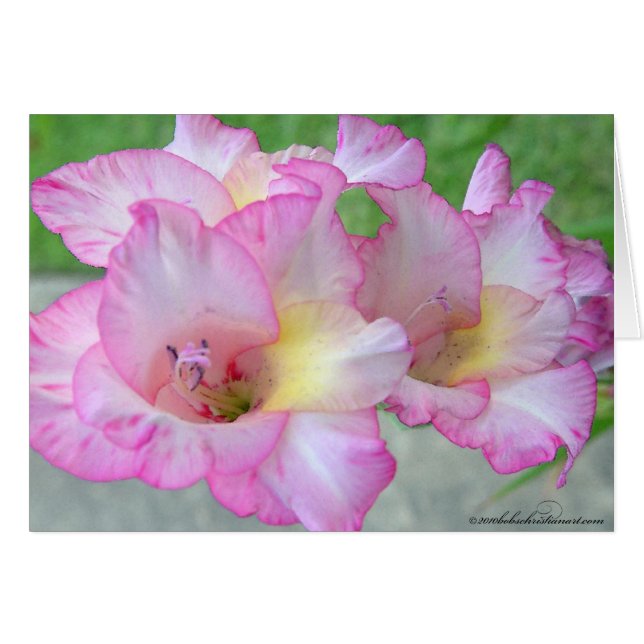couteau rose lilly_palete (Devant horizontal)