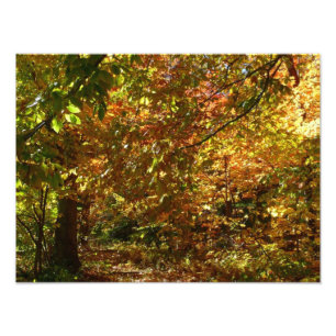 Couvert de feuilles d'automne II Photographie d'au
