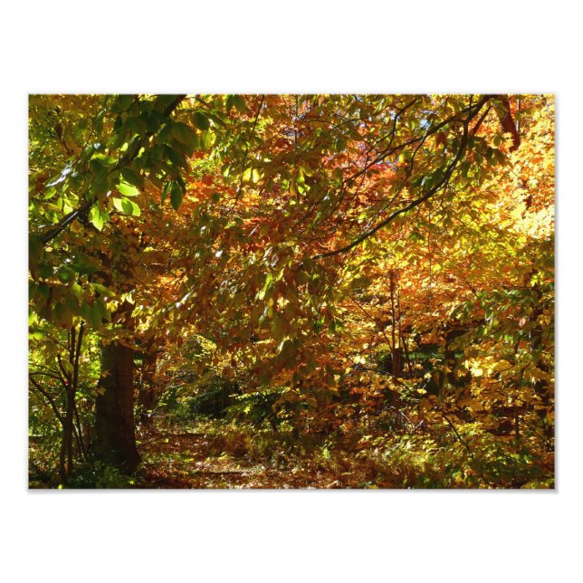 Couvert de feuilles d'automne II Photographie d'au (Devant)