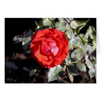 Couvert de rosée s'est levé