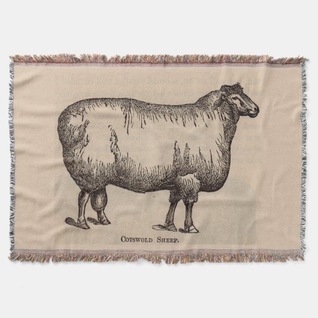 Couverture 19e century print cotswold sheep (Devant)