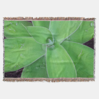 Couverture Agave et Raindrops