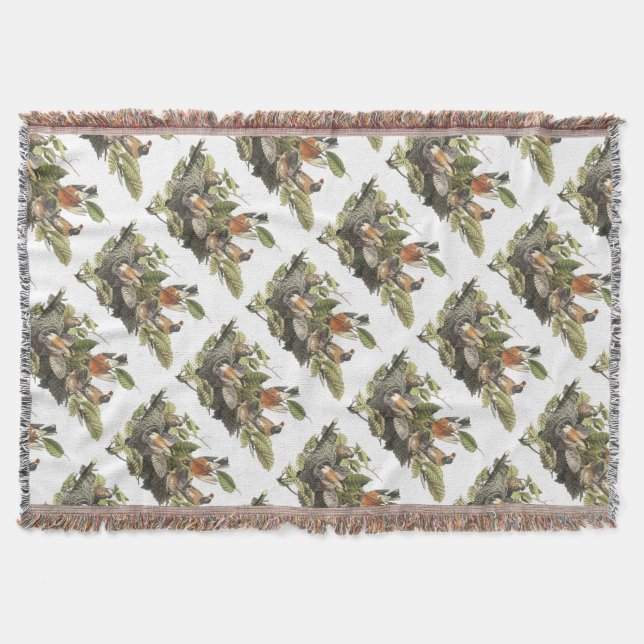 Couverture American Robin par Audubon (Devant)