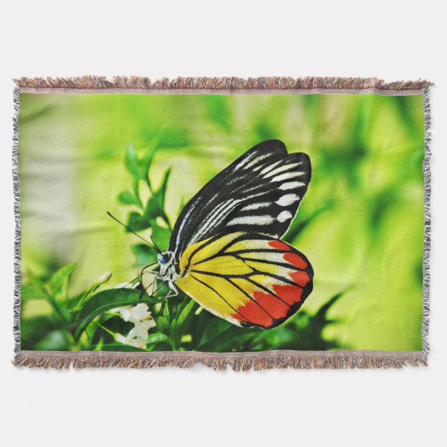 Couverture Beau papillon sur Fleurs (Devant)