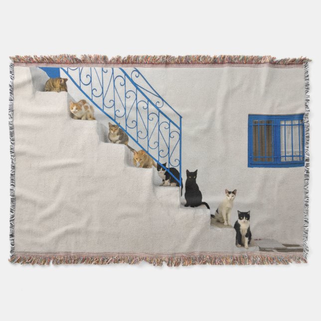Couverture Beaucoup de chats sur un escalier blanc dans un vi (Devant)