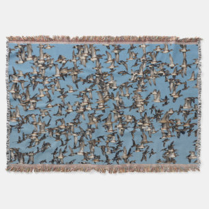 Couverture Beaux canards d'hiver en vol
