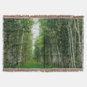 Couverture Belle forêt de bouleaux