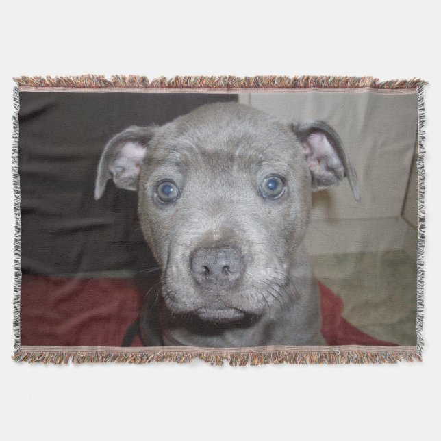 Couverture Blue Staffordshire Bull Terrier Puppy (Devant)