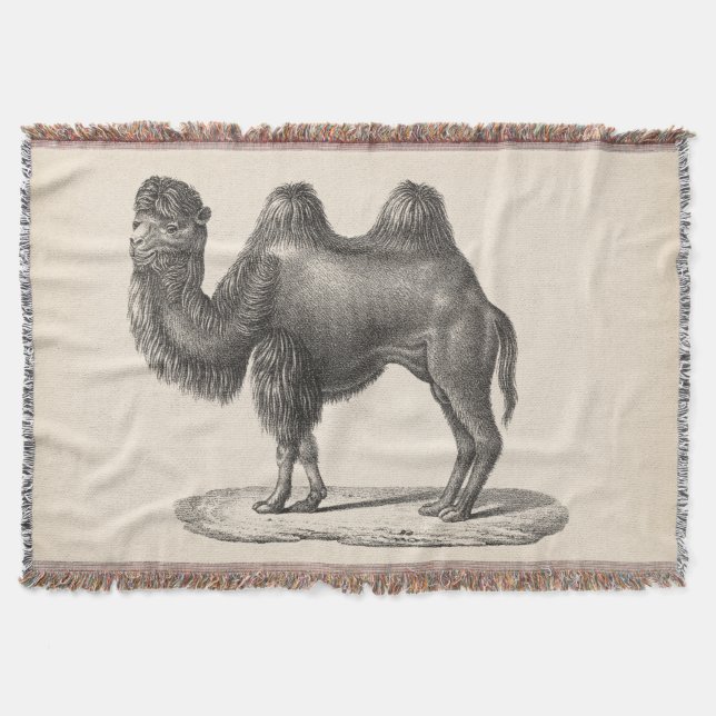 Couverture Brodtmann Camel Sketch (Devant)
