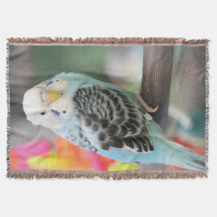 Couverture Budgie
