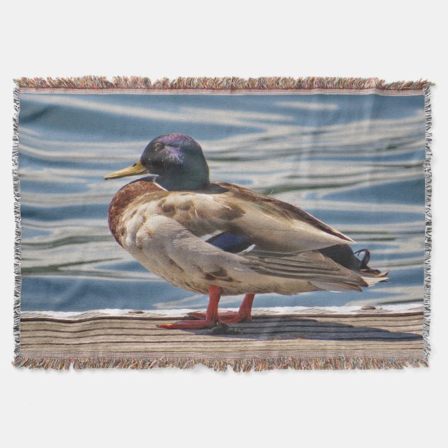 Couverture Canard colvert au bord de la plage (Devant)